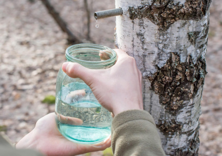 Россиянам напомнили, в каких случаях за сбор березового сока грозит штраф