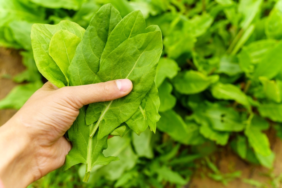 26 марта 2026 года — какой сегодня праздник отмечают в России и мире