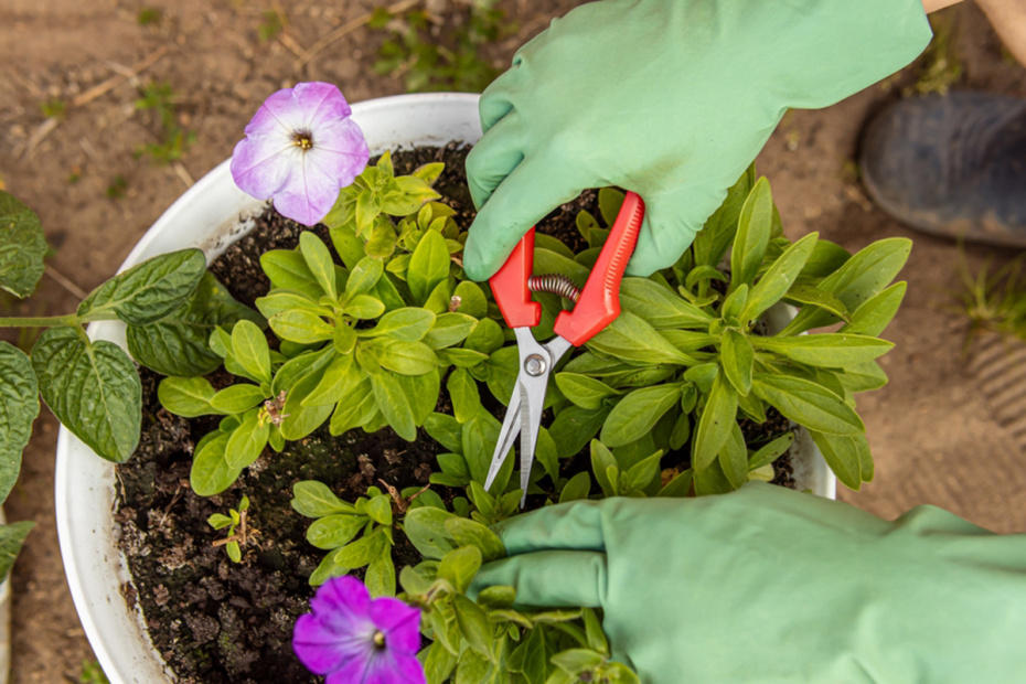 Все о петуниях: когда сажать, чем подкармливать и как добиться шапки цветов