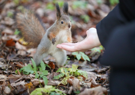 Ветеринар рассказал, безопасно ли кормить белок с рук