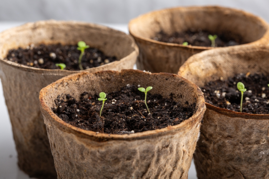 Все о петуниях: когда сажать, чем подкармливать и как добиться шапки цветов