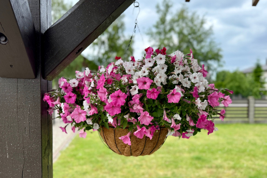 Петунии: полное руководство от посева до пышного цветения