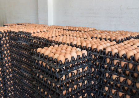 Нутрициолог назвала главное отличие дорогих яиц от дешевых