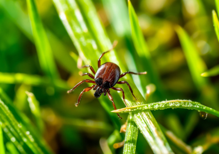 Биолог рассказал, как защититься от клещей во время поездки на природу