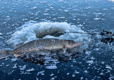 Ловля щуки весной в Подмосковье: запреты и тактика по последнему льду