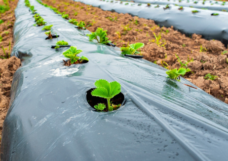 Агроном дал советы, как лучше всего уберечь огород от осадков