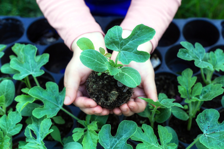 Для Московской области и средней полосы: томаты, перцы, капуста, огурцы в парник