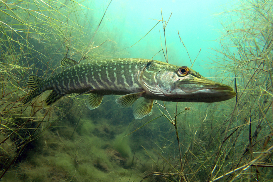 Ловля щуки весной в Подмосковье: запреты и тактика по последнему льду