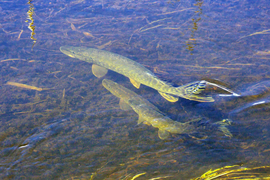 Ловля щуки весной в Подмосковье — 2026: сроки запрета и тактика рыбалки