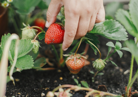 Клубничка вне закона: вас будут ненавидеть за этот урожай все соседи в СНТ