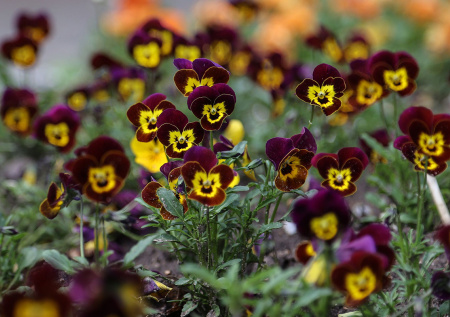 Адвокат рассказал, можно ли установить клумбу во дворе жилого дома