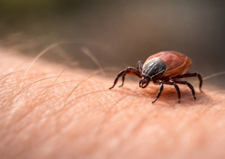 Россиян предупредили о начале активности клещей