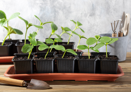 Что посадить на рассаду в начале апреля: календарь для МО, Урала и Сибири