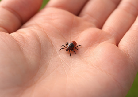 Инфекционист раскрыл, как вовремя распознать клещевой энцефалит