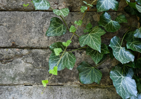 Садоводам рассказали, как их хобби может привести к суду