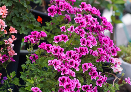 Посадила и забыла: 5 беспроигрышных сортов герани для ленивого сада