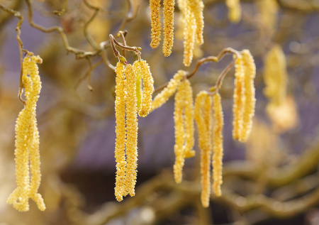 Адский орешник или долгожданный дождь? Пыльца в Москве сегодня — 27 марта