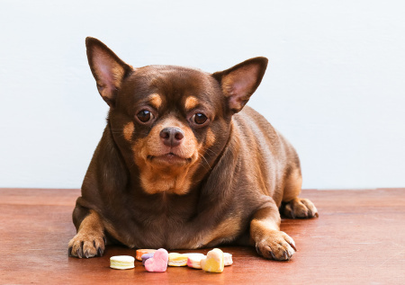 Ветеринар раскрыла, как помочь питомцу сбросить вес без лишнего стресса