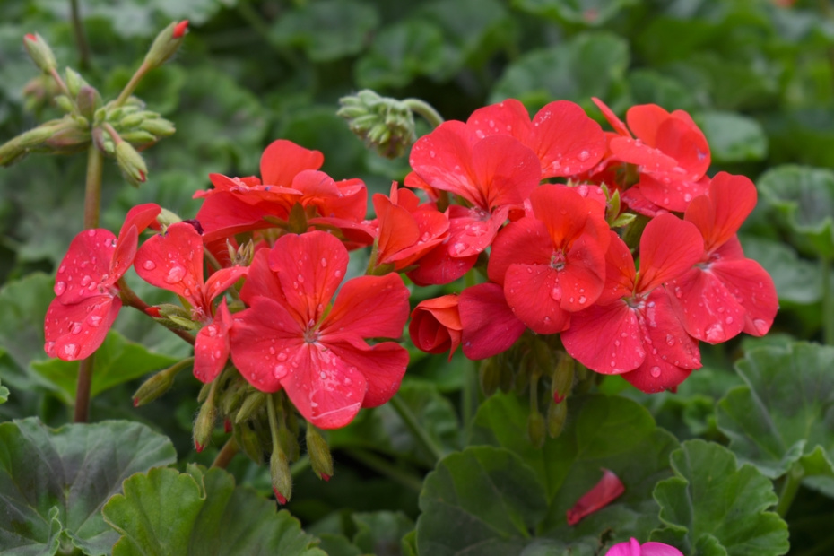 Посадила и забыла: 5 беспроигрышных сортов герани для ленивого сада