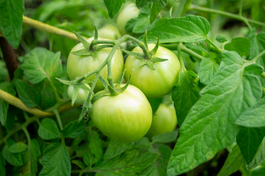 Ранние и ультраранние: в чем разница