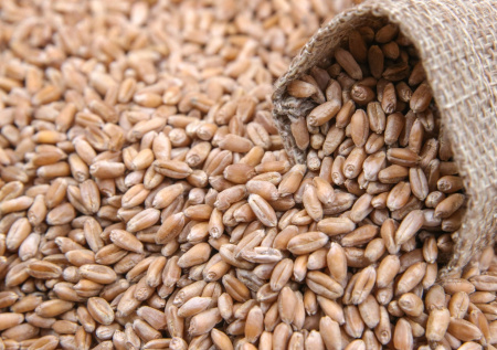 В ООН сравнили влияние конфликтов на Украине и Ближнем Востоке на голод