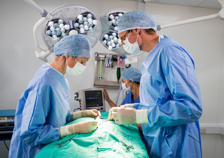 Ветеринары Москвы спасли собаку с острой кишечной непроходимостью