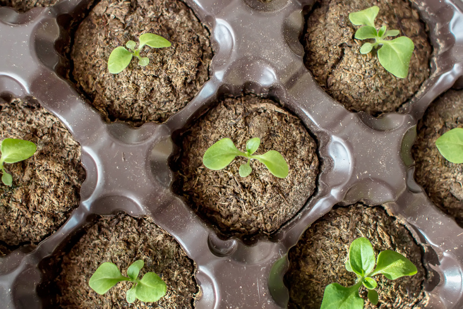 Не покупайте горшки: 5 предметов из мусорки, которые спасут вашу рассаду