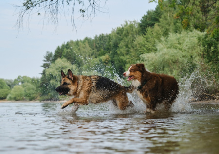Кинолог рассказал о неочевидной опасности купания в реке для собак