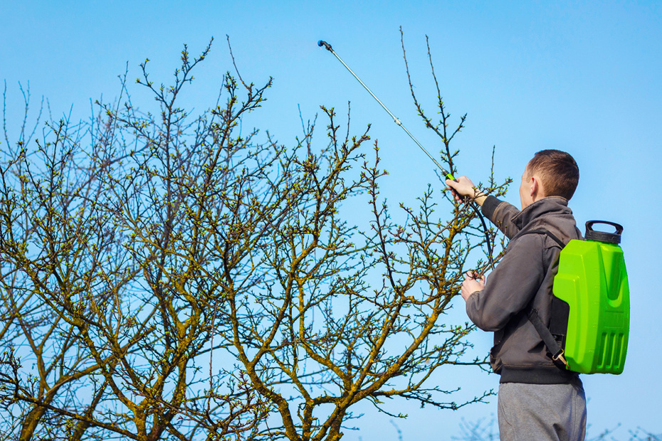 Когда обработка сада помогает снизить количество кровососов, а когда нет