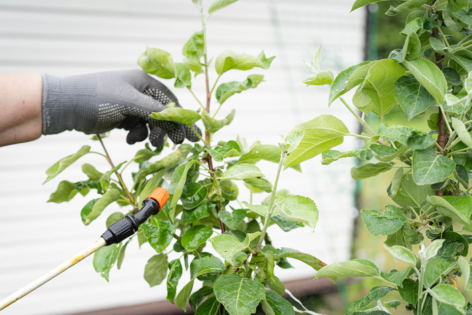 Основные группы препаратов: медьсодержащие, масляные, биопрепараты