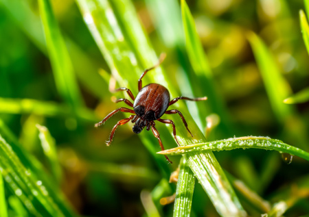 Инфекционист предупредила, как можно заразиться энцефалитом без укуса клеща