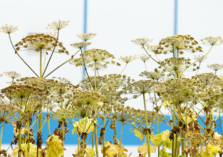 Адвокат напомнил об ответственности за запрещенные растения на участке