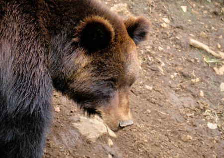 «Кости не в одном месте»: появились новые зацепки в поисках Усольцевых