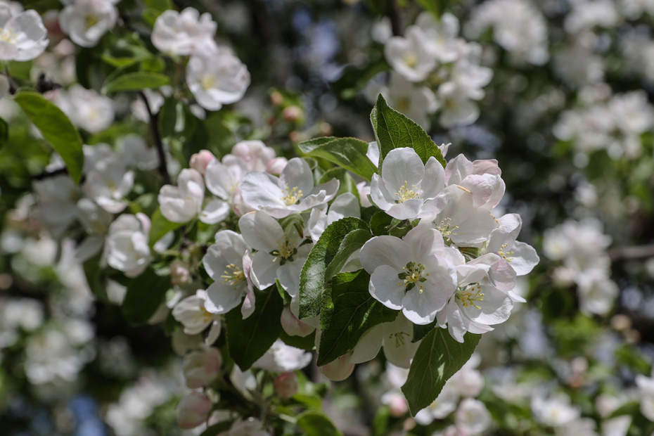 Цветение яблони