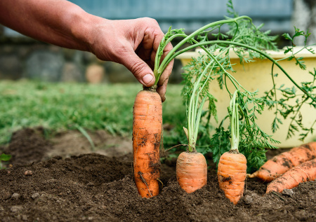 Кривая морковка пусть будет у соседа: сеем ровные корнеплоды по инструкции