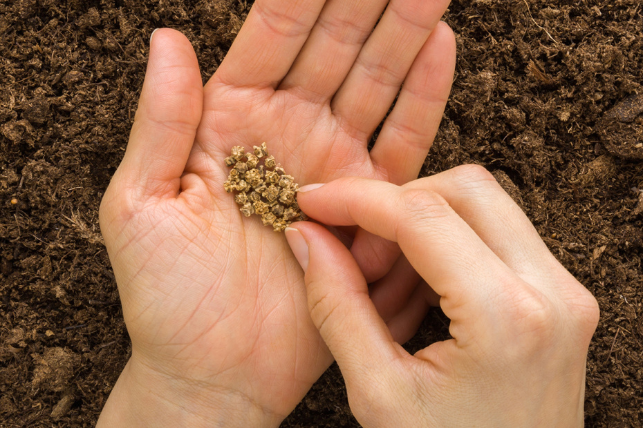 Кривая морковка пусть будет у соседа: сеем ровные корнеплоды по инструкции