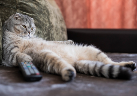 Кошатникам ответили, что поможет питомцам сбросить лишний вес