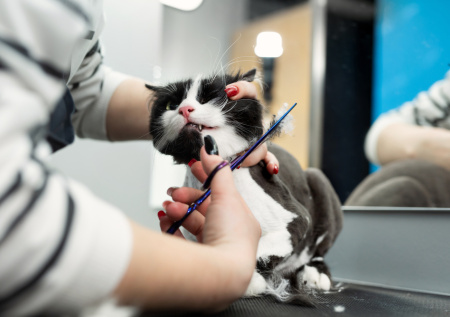 Зоопсихолог рассказала, как подготовить кошку к приходу грумера