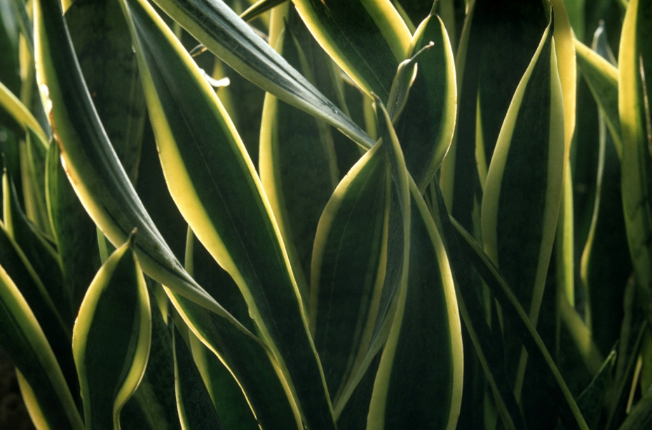 Развели пылюку? Узнайте, какие комнатные растения очистят воздух в спальне