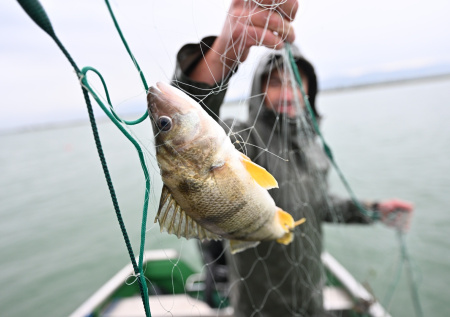 Как поймать крупного «матросика»: весенние советы от опытных рыбаков