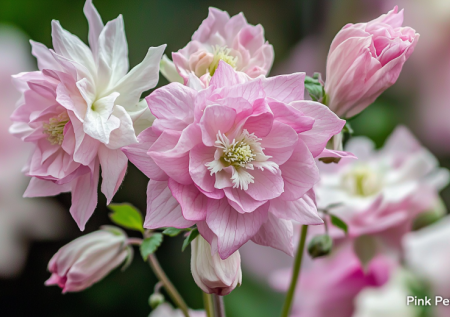 Не нужно ни рассады, ни теплиц. Посейте в апреле и ждите! Многолетник-нежность с шикарными соцветиями