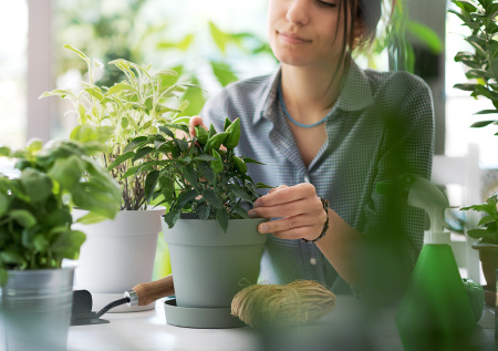Подоконник без солнца: 9 тенелюбивых комнатных растений, которые вас удивят