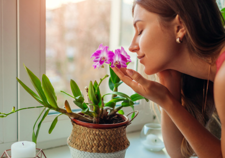 Развели пылюку? Узнайте, какие комнатные растения очистят воздух в спальне
