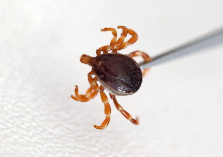 Роспотребнадзор высказался об угрозе нашествия гигантских клещей