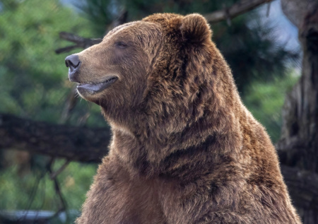 В Японии решили сократить поголовье одного вида диких животных