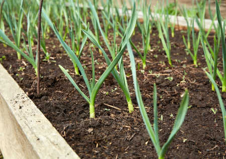 Чеснок не желтеет: поливаю этим дважды весной — работает безотказно