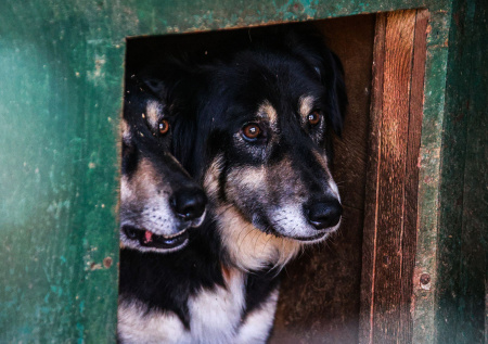 Появились кадры затопленного собачьего приюта из Дагестана