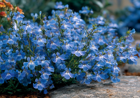 Синее облако на участке за 5 минут ухода: этот растение не боится жары и цветет до заморозков