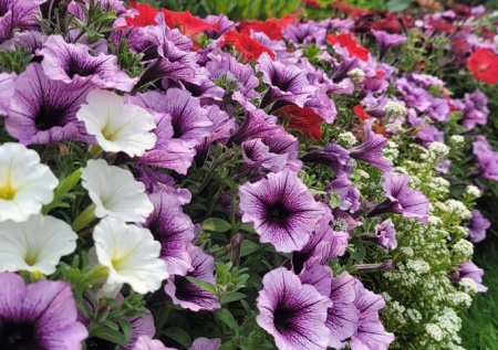 Эти петунии вырастут в идеальный шар, нужно лишь посадить — бюджетные сорта