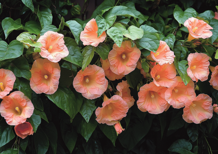 Завалит дачу цветами за один сезон: идеальная лиана — никакого ухода, а цветет все лето